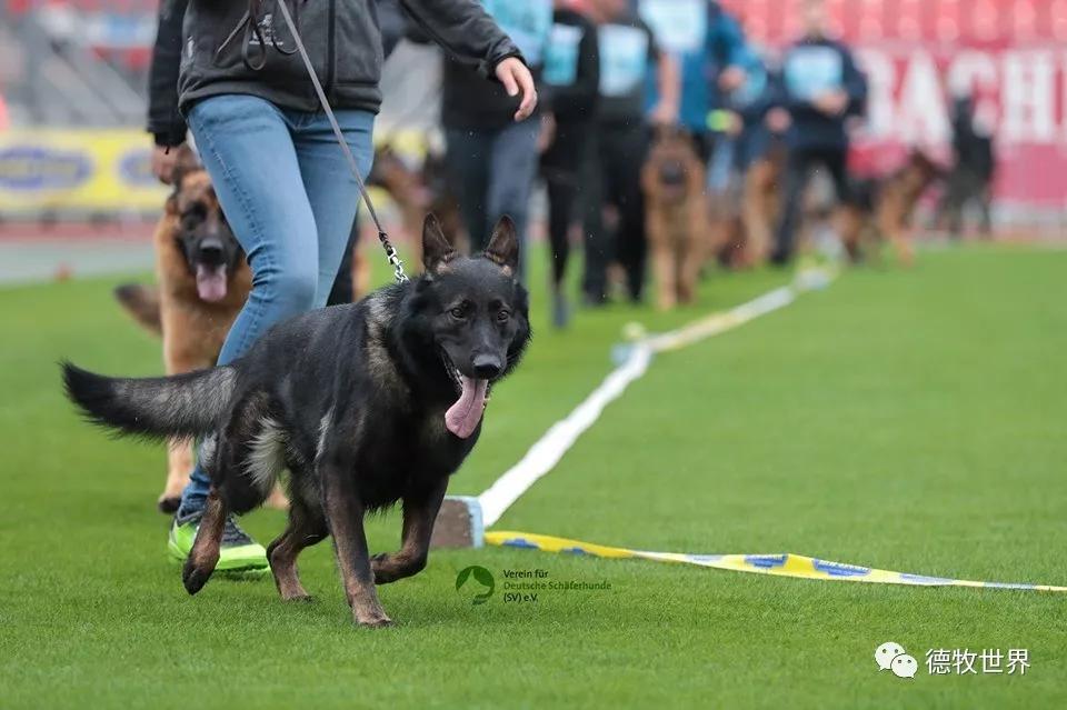 开云体育最新网址-Ning新星夺冠表现突出，德国队前途光明！赛场气氛高涨-开云体育最新网址